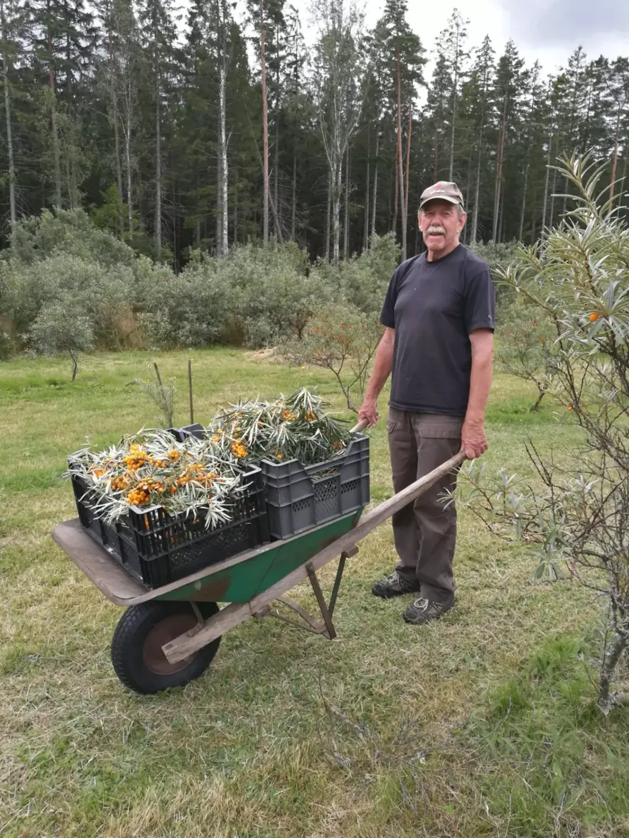 Skottkärra med nyskördade bär i odlingen
